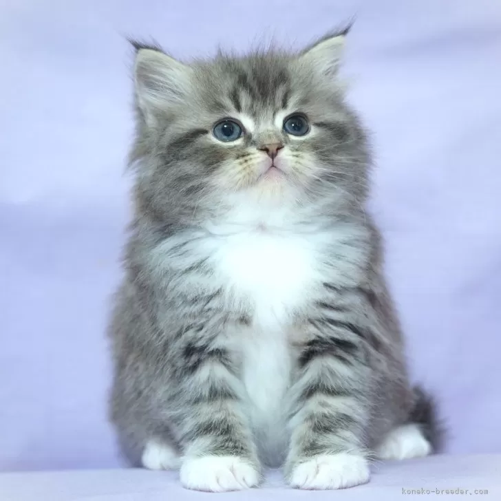 ID:2501-02248の子猫