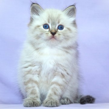 サイベリアン【三重県・男の子・2025年11月3日・シナモンリンクスポイント（トリプルコートシルクタッチ）】の写真「【特定地域お届け無料】キャットショータイプ」