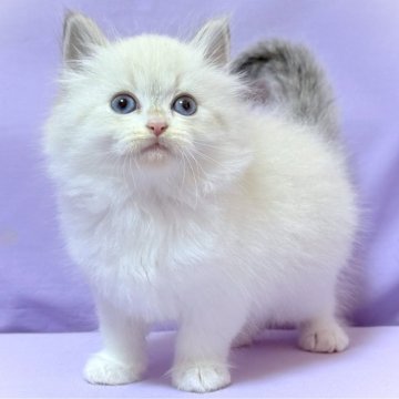 サイベリアン【三重県・女の子・2025年11月3日・シナモンリンクスポイント（トリプルコートシルクタッチ）】の写真「【特定地域お届け無料】キャットショータイプ」