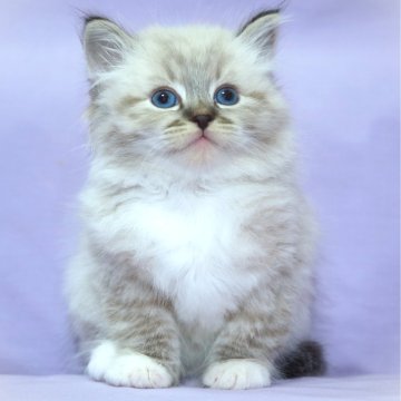 サイベリアン【三重県・男の子・2025年11月3日・シナモンリンクスポイント（トリプルコートシルクタッチ）】の写真「【特定地域お届け無料】キャットショータイプ」