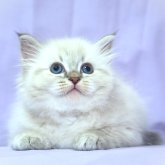サイベリアン