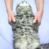 サイベリアン【三重県・男の子・2025年7月10日・スモークブルータビー】の写真4「✿お腹の肌触り良いタビーヘアが際立ちます」