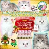 サイベリアン【三重県・男の子・2024年12月15日・シナモンリンクスポイント】の写真4「✿開催期間中に譲渡予約を頂ければ引き取りは期間終了後も可能とさせて頂きます。」