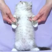 サイベリアン【三重県・女の子・2025年11月3日・シナモンリンクスポイント】の写真4「✿純白絹糸の様な艶と柔らかさを兼ね備えた被毛が最高です。」