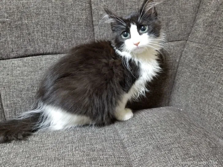 ID:1801-00111の子猫
