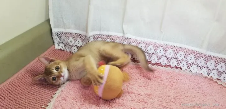 ID：1901-01409の子猫