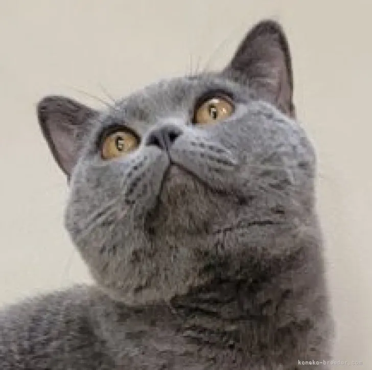 ID：2211-01838の子猫