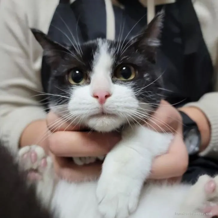 ID:2210-00485の子猫
