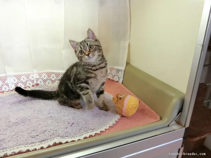 ID：1804-00201の子猫