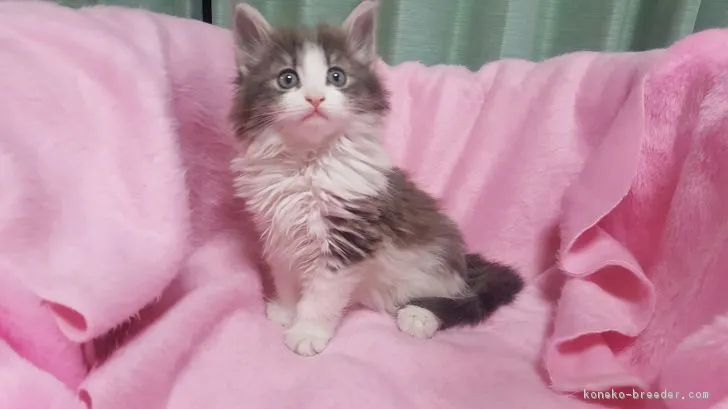 ID：1704-00766の子猫