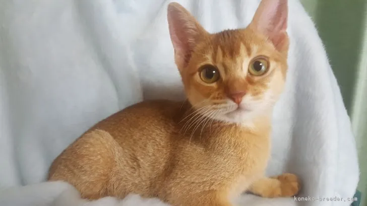 アビ 様のお迎えした子猫
