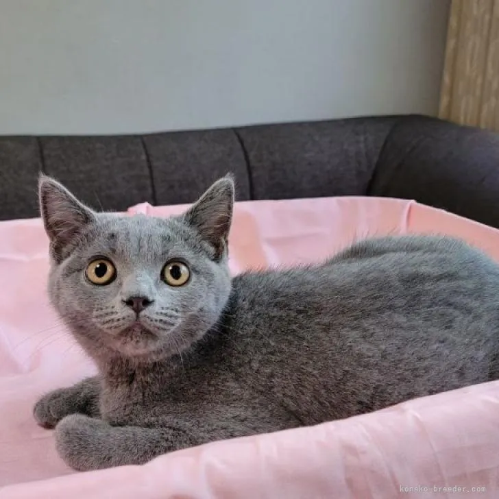 ID：2204-00971の子猫