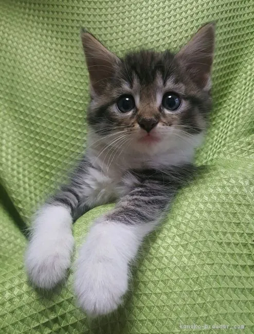 きよ 様のお迎えした子猫