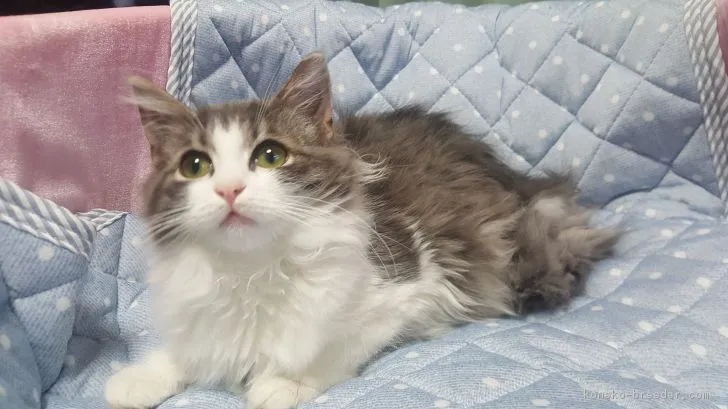 A・K 様のお迎えした子猫