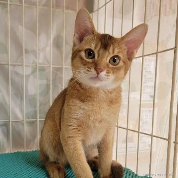 ID：2212-00599の子猫
