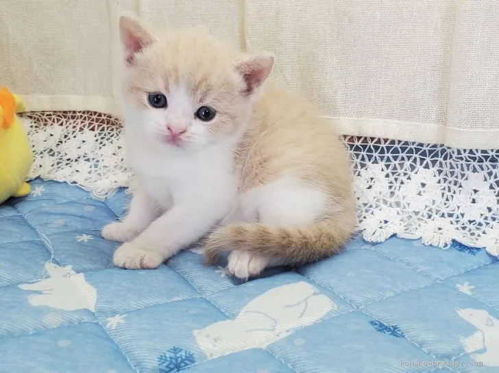 まいたけ 様のお迎えした子猫