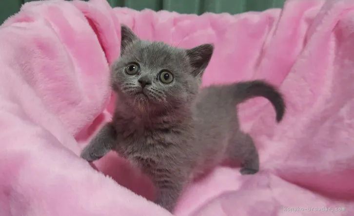 ID：1611-00193の子猫