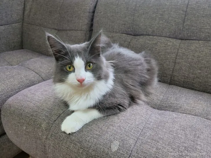 M 様のお迎えした子猫