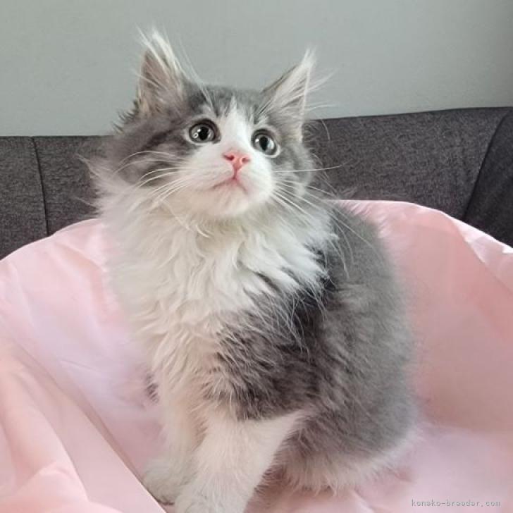 ノルウェージャンフォレストキャット 埼玉県 男の子 22年5月8日 ブルータビー ホワイト 父猫はaccのグランドチャンピオン みんなの子猫ブリーダー 子猫id 27 ノルウェージャンフォレストキャット 埼玉県 男の子 22年5月8日 ブルータビー ホワイト 父猫はaccのグランドチャンピオン みんなの子猫ブリーダー 子猫id 27