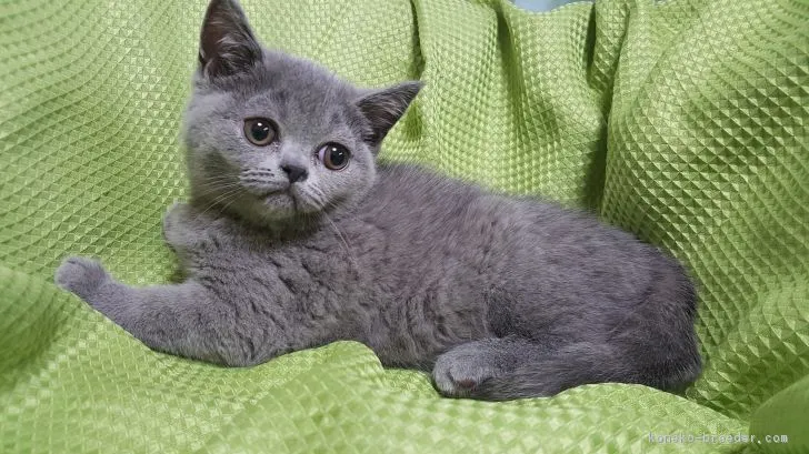 ID：1704-01103の子猫