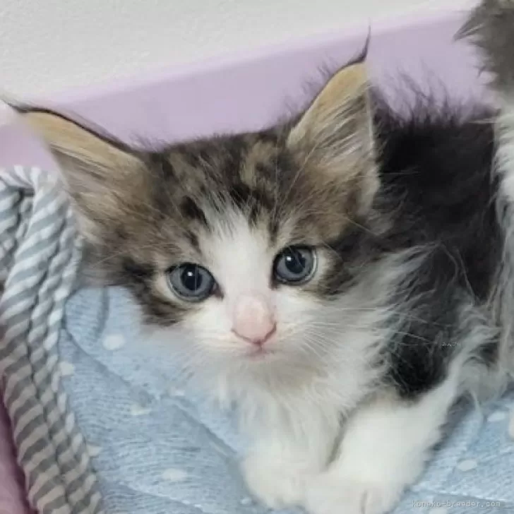 ID：2406-02764の子猫