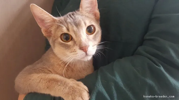マツユキ 様のお迎えした子猫