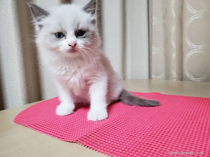 ID：1912-01582の子猫