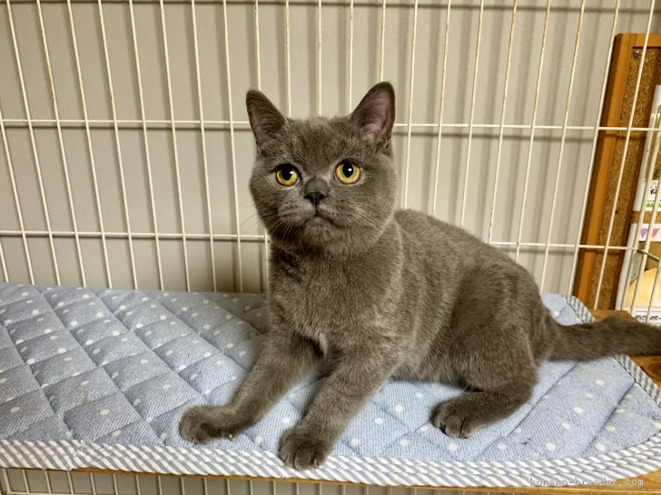 ID:1811-01078の子猫
