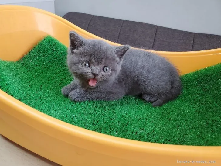 O.M 様のお迎えした子猫