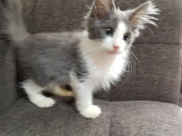 ID：1709-00941の子猫