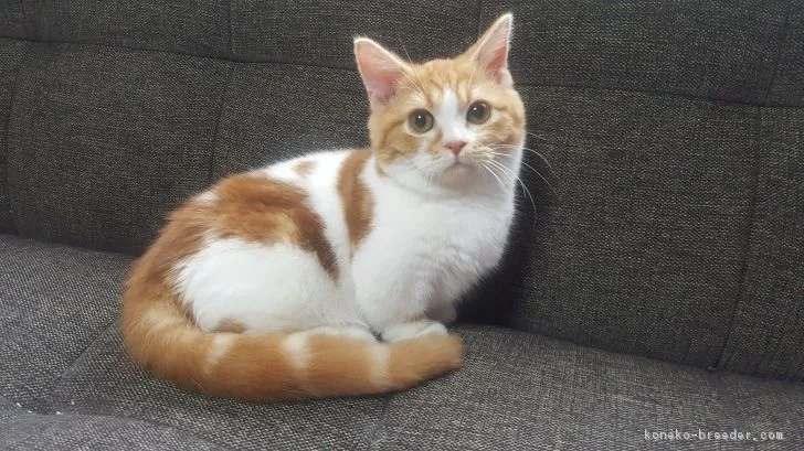 ID：1705-00660の子猫