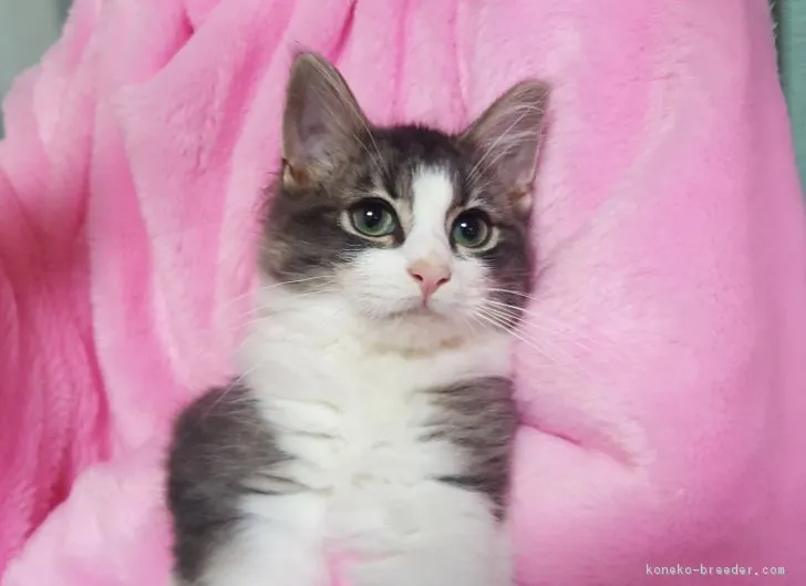 ID:1705-00229の子猫