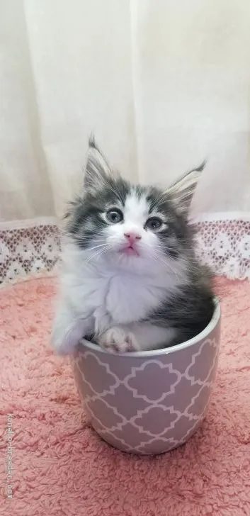 ID：1904-00332の子猫