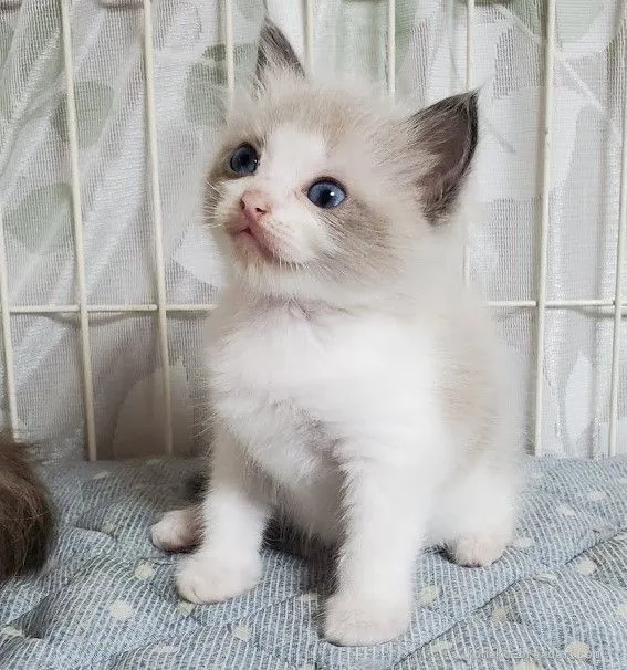 しまもと 様のお迎えした子猫
