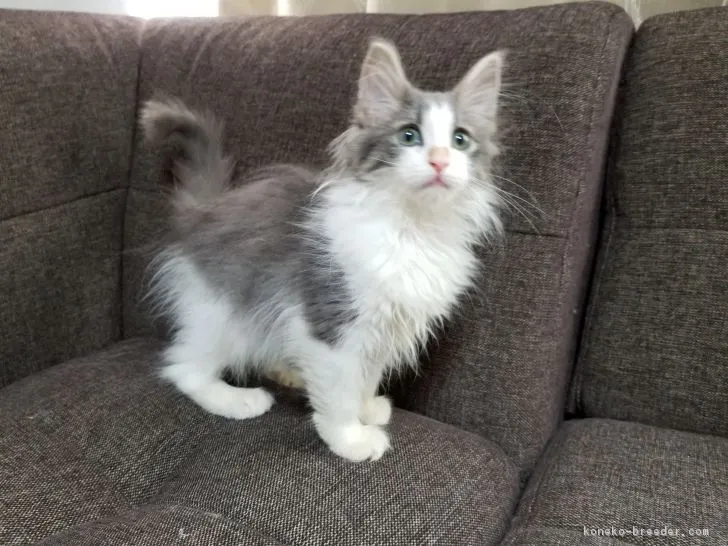 ID：1709-00942の子猫