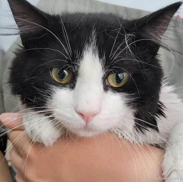 ID:2408-02686の子猫