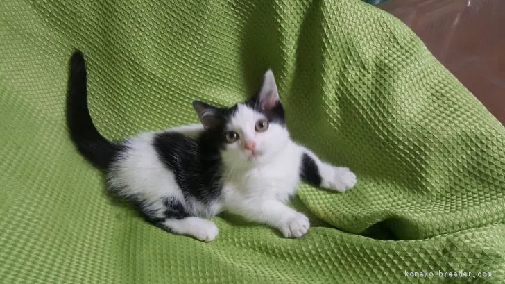 かじ 様のお迎えした子猫
