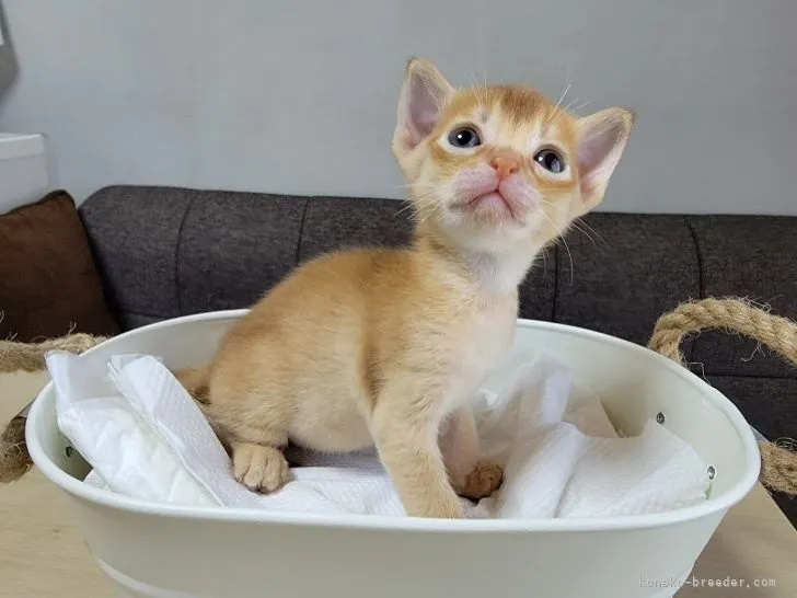 ID：2108-00201の子猫