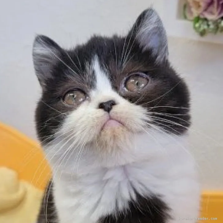 ID：2312-00256の子猫