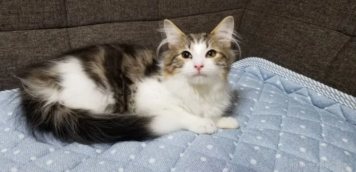 ID:1810-00666の子猫