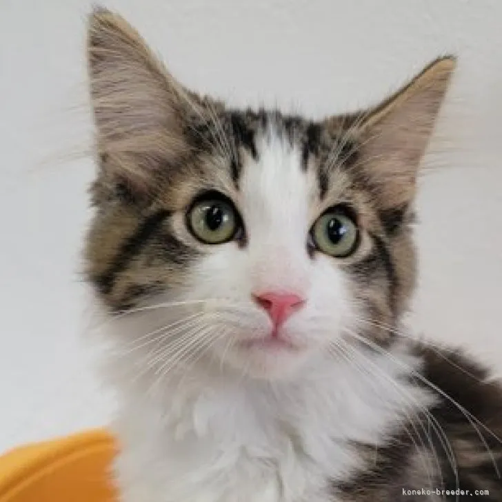 ID：2306-03715の子猫