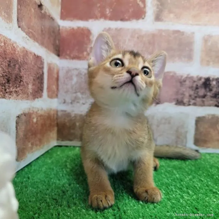 mn 様のお迎えした子猫
