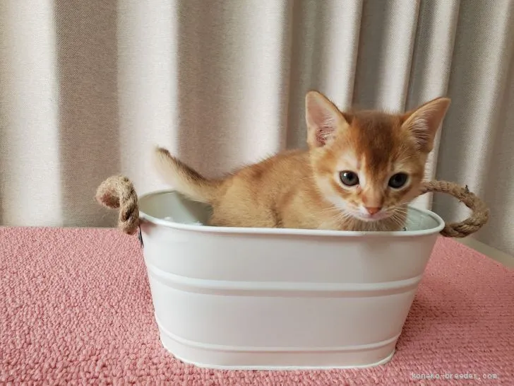 ID：2003-01299の子猫