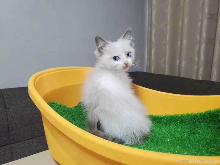 ID：2105-01016の子猫