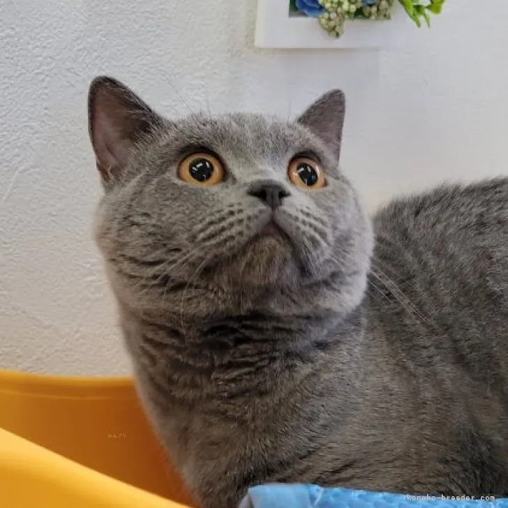 ID:2310-01285の子猫