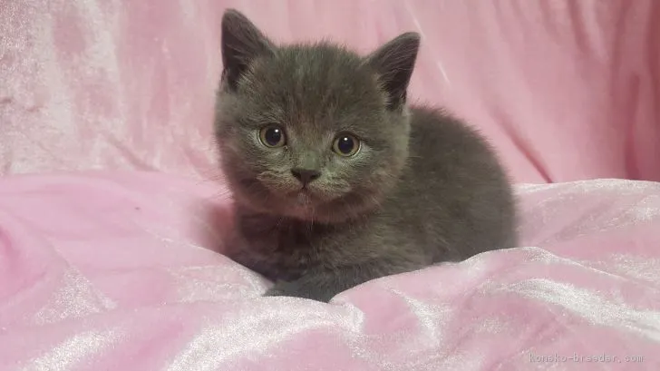 ID:1701-00105の子猫