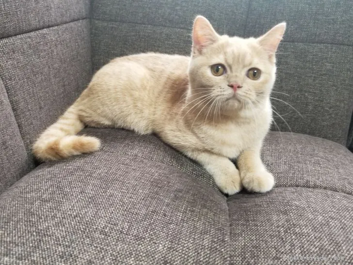 ID：1706-00394の子猫