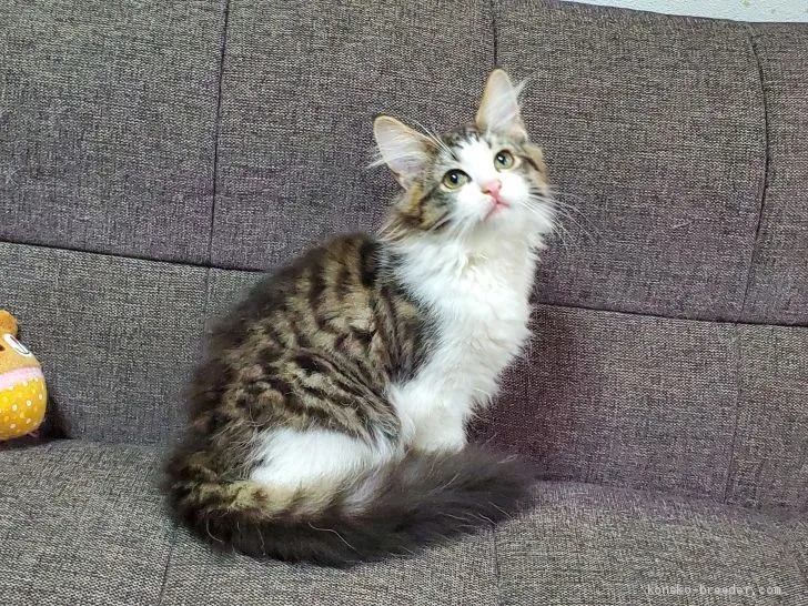 ノルウェージャンフォレストキャット【埼玉県・女の子・2019年4月25日・ブラウンタビー&amp;ホワイト】の写真1