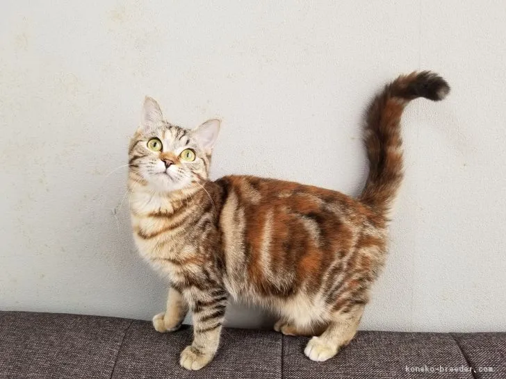 ID：1801-00141の子猫