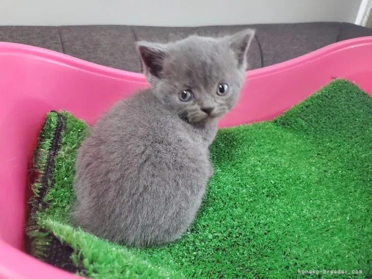 ID:2105-00501の子猫